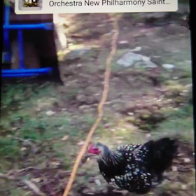 トカゲを捕まえたぞ！の画像