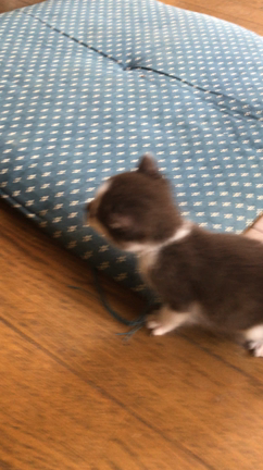 実家の子猫ちゃんの記事動画