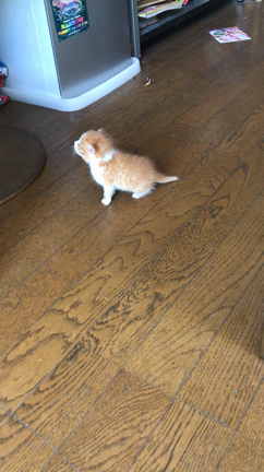 実家の子猫ちゃんの記事動画