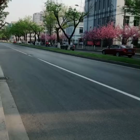 桜の画像