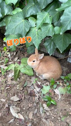ウサギ5歳誕生日は、やっぱりイチゴとブドウでの記事動画