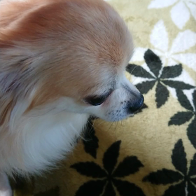 「ポチとの時間♪」の画像