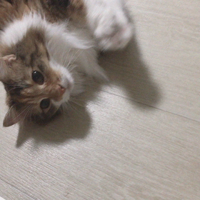 ルピちゃんの特技の画像