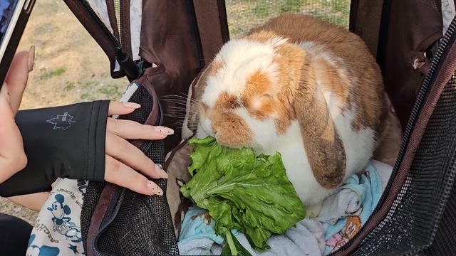 桜兎ちゃんサクラを観るの記事動画