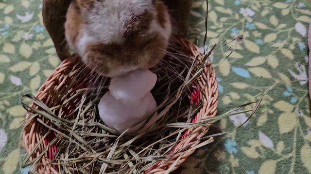 雪だるまをむしゃむしゃ(笑)の記事動画