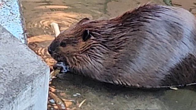秋から冬へ、ビーバーの記事動画
