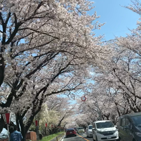 桜見ドライブの画像