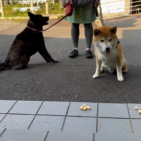 何故怒らないのかね〜の画像