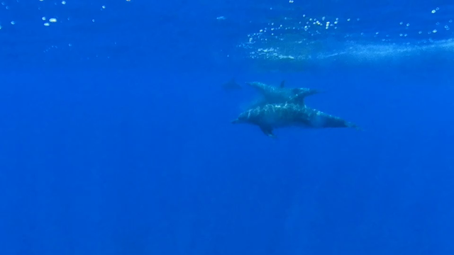 父島の魅力②の記事動画