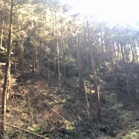 夢からのメッセージの画像