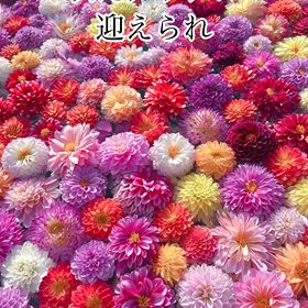 秋の宝石の画像