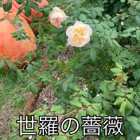 美しい薔薇タイムの画像
