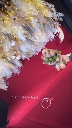 秋のお花＆最近のルビー♡の記事動画