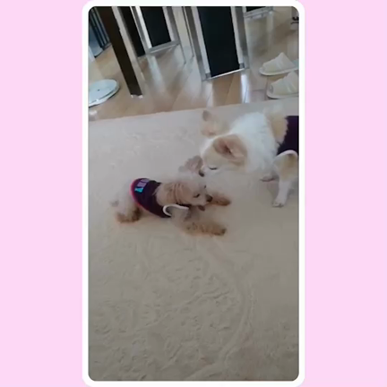 ルビーのためのお供え花♡の記事動画