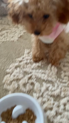 ルビー5ヶ月になりました♡の記事動画
