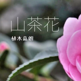 山茶花の画像