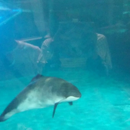 ヨーヨーと金魚の記事動画