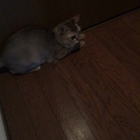 届かぬ想いの画像