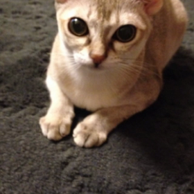 おしゃべりペットの画像
