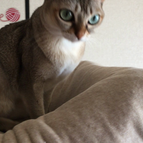 ハイタッチの画像