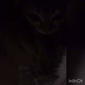 フミフミ動画の画像