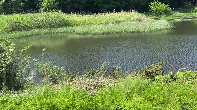 茅ヶ崎里山公園の子どもの日の記事動画