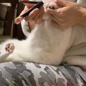 ハナちゃんの爪切り（→苦手）の画像