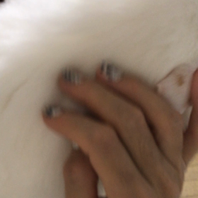 甘えんぼシロちゃんの画像