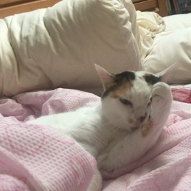 起きたら猫天国の画像