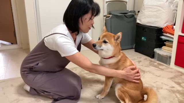 もふもふ、おさわり。の記事動画