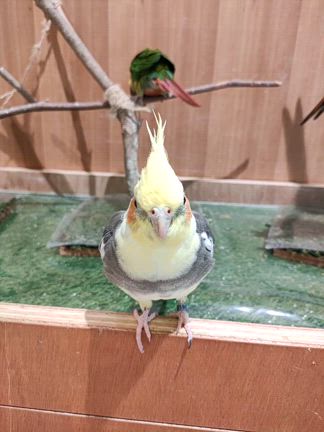リサイタル後のリフレッシュはやっぱりこれでしょ！ 〜町田市 鶴川 フルート・ピアノ教室の記事動画