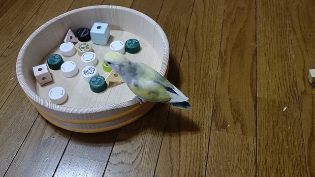 我が家のコザクラインコさんのために買ったもの 〜町田市 鶴川 フルート・ピアノ教室の記事動画