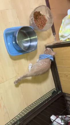2025年度子猫本格始動の記事動画