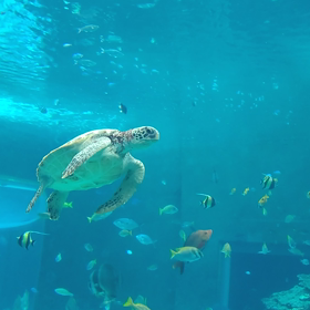 美ら海水族館②の画像