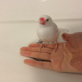 初風呂の画像