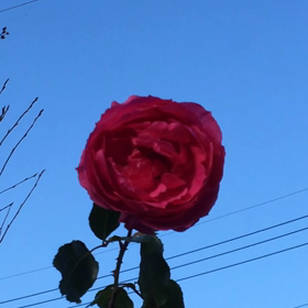 強風にも負けないパレードさんの画像