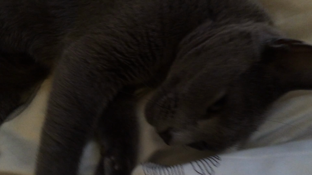 夫くんと、ねこ。の記事動画