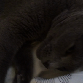 夫くんと、ねこ。の画像