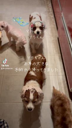 ソラちゃん退院しましたの記事動画