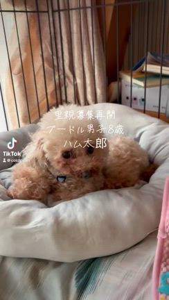 【募集停止】ハムちゃんずっとの家族の募集再開の記事動画
