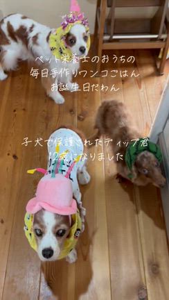 ディップ君12歳とカンちゃん永遠の12歳の記事動画