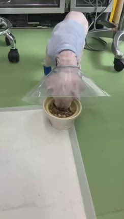 ソラちゃん退院しましたの記事動画