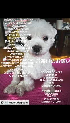 ソラくんの手術準備の記事動画