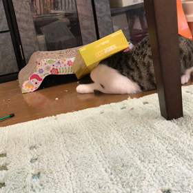 半蔵君おもしろ動画の画像