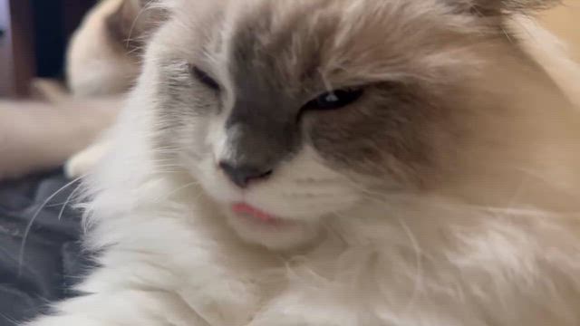 ルンルン便り♪あずきちゃん＆もなかちゃん＆わらびくん＆たるとくんの記事動画