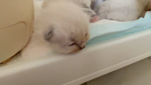 5月26日生まれのBABYS・特別プライスの記事動画