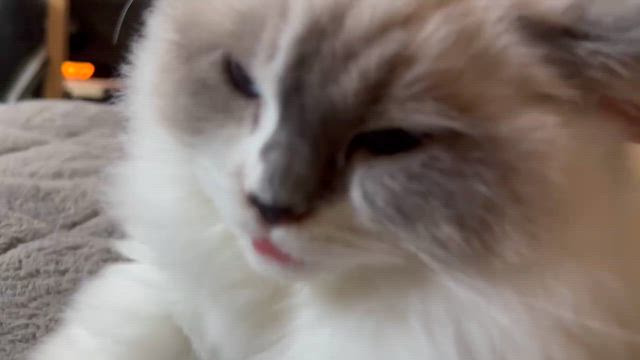 ルンルン便り♪あずきちゃん＆もなかちゃん＆わらびくん＆たるとくんの記事動画