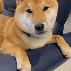 今日はミシンの日。何かを訴えてます。の画像