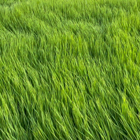 稲が綺麗でした。の画像