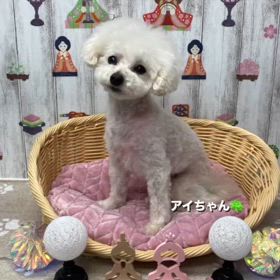 トイプードルのアイちゃんの画像